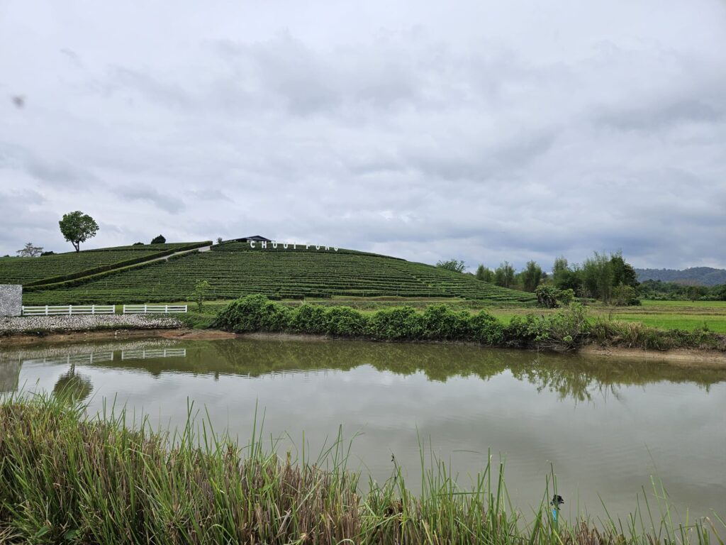 tai